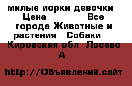 милые иорки девочки › Цена ­ 15 000 - Все города Животные и растения » Собаки   . Кировская обл.,Лосево д.